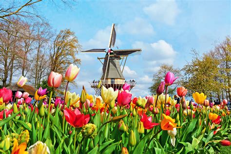 best places to see tulips in netherlands|19 things to do in the Willamette Valley .